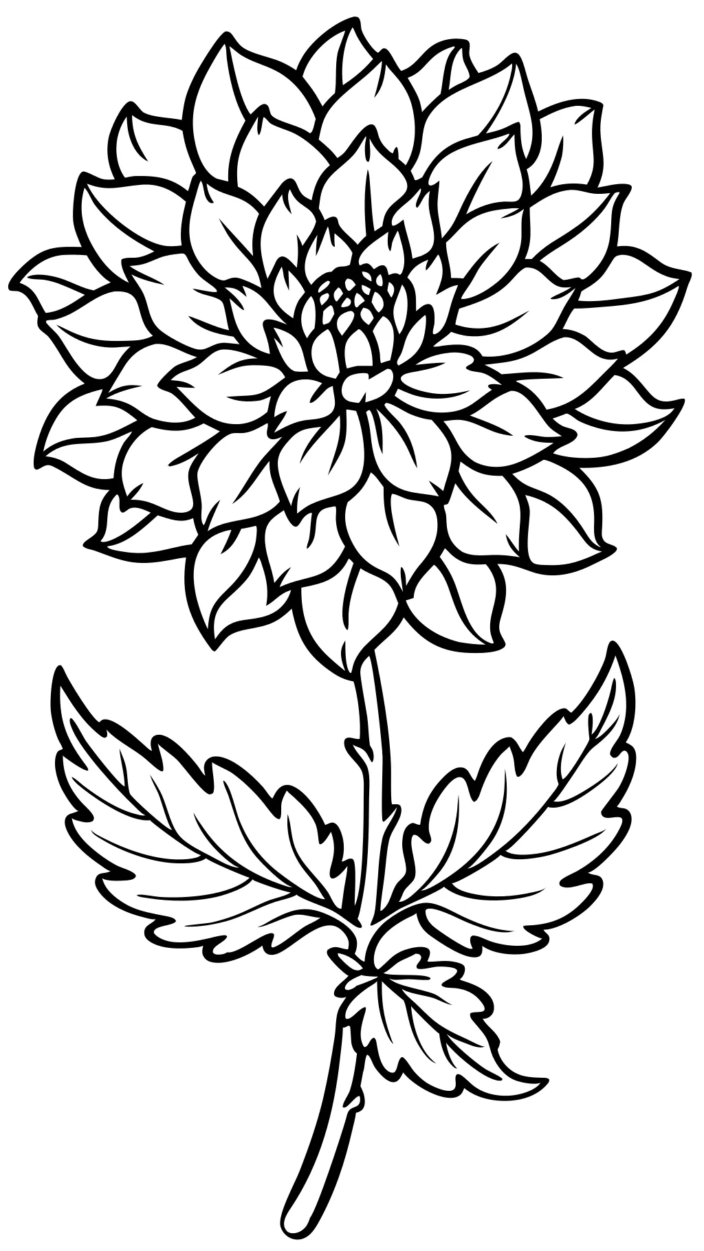 page de couleur chrysanthème